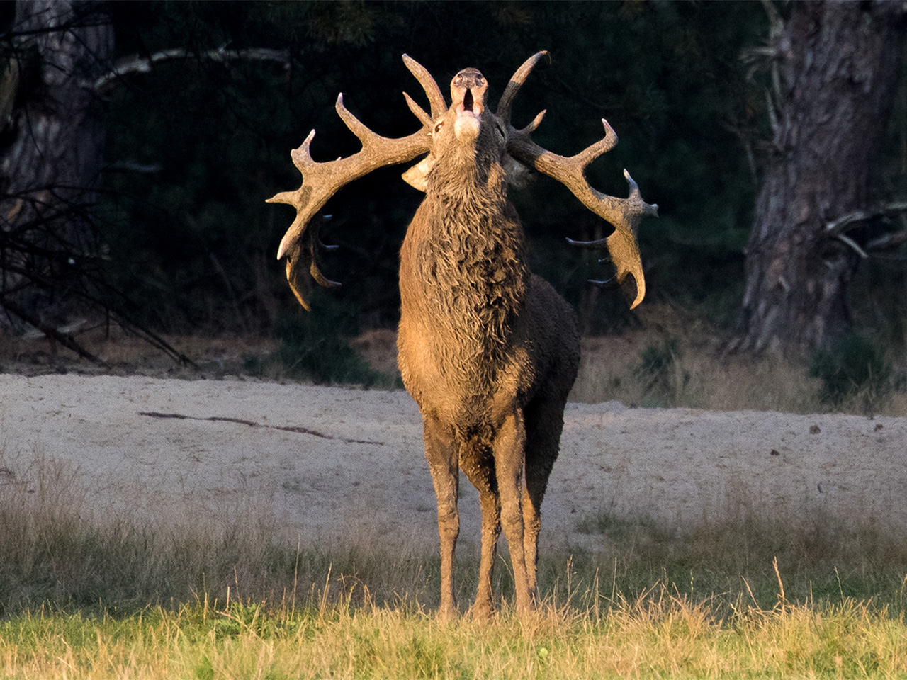 Op zoek naar de Nederlandse Big 5