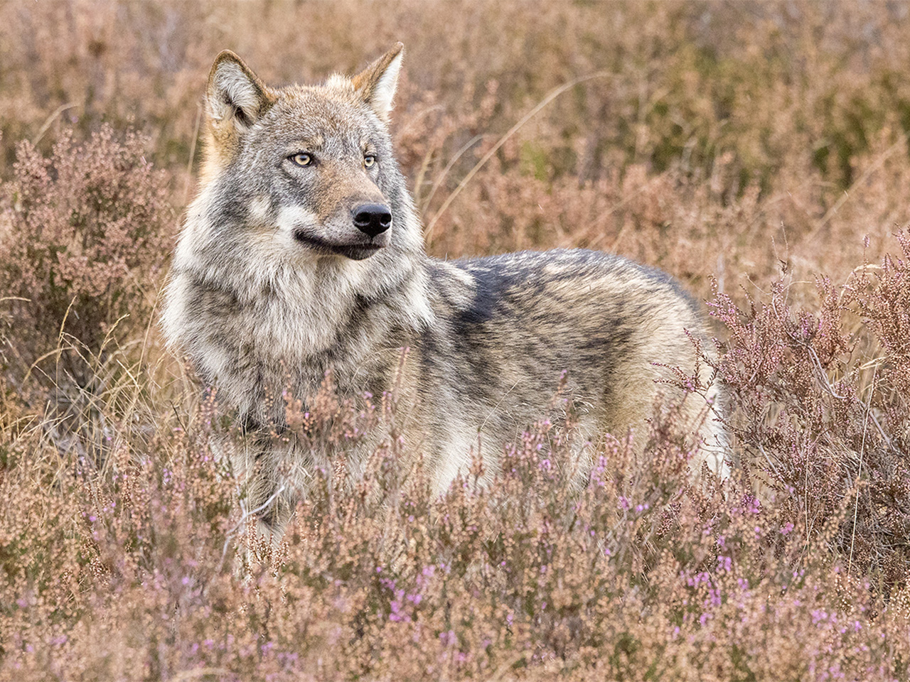 Wildlife fotografie - Nederland