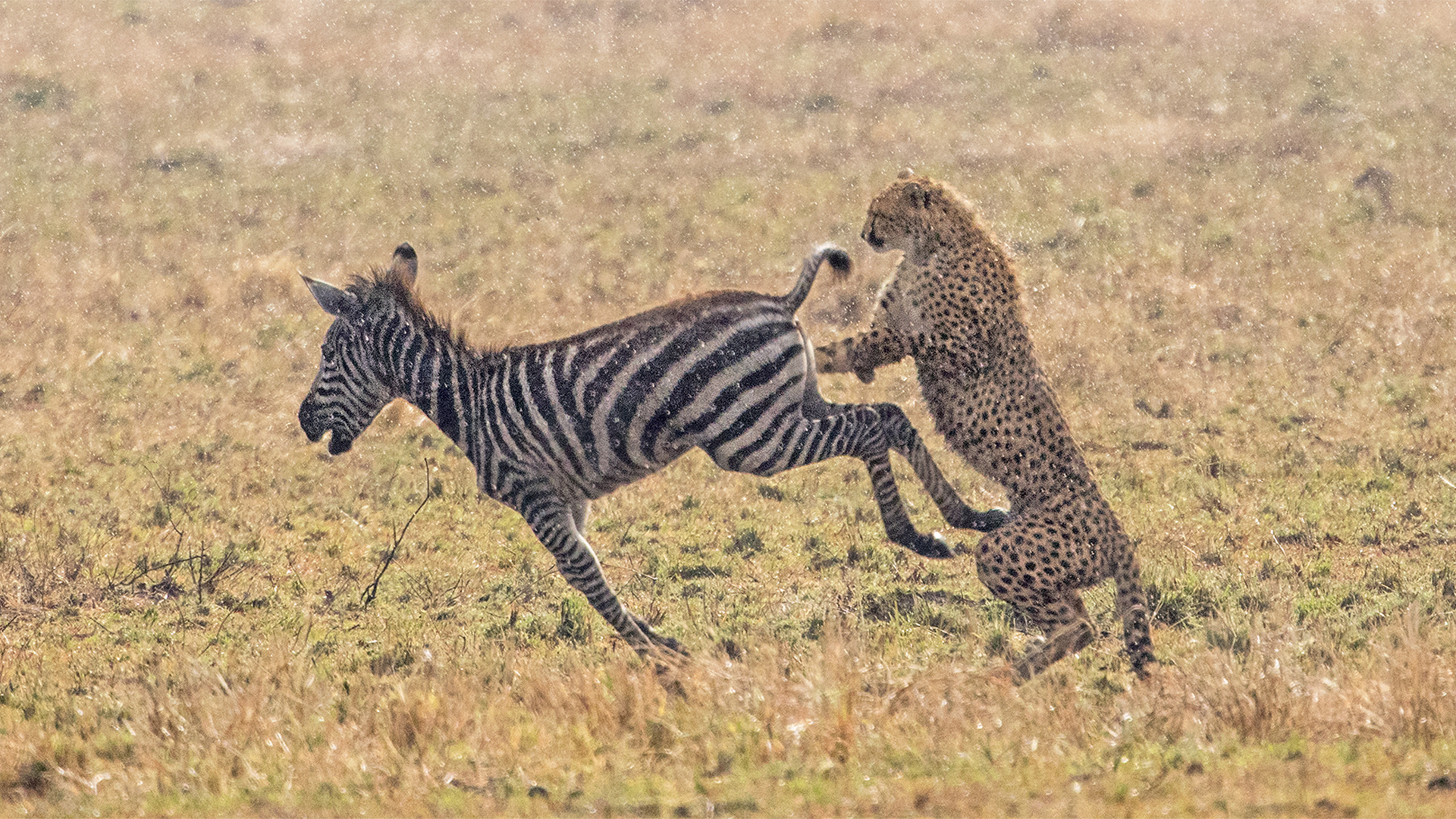 Wildlife Fotografie - Africa