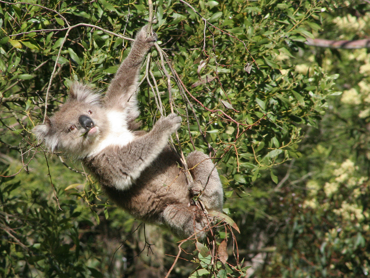 Australie - Vincent Photos