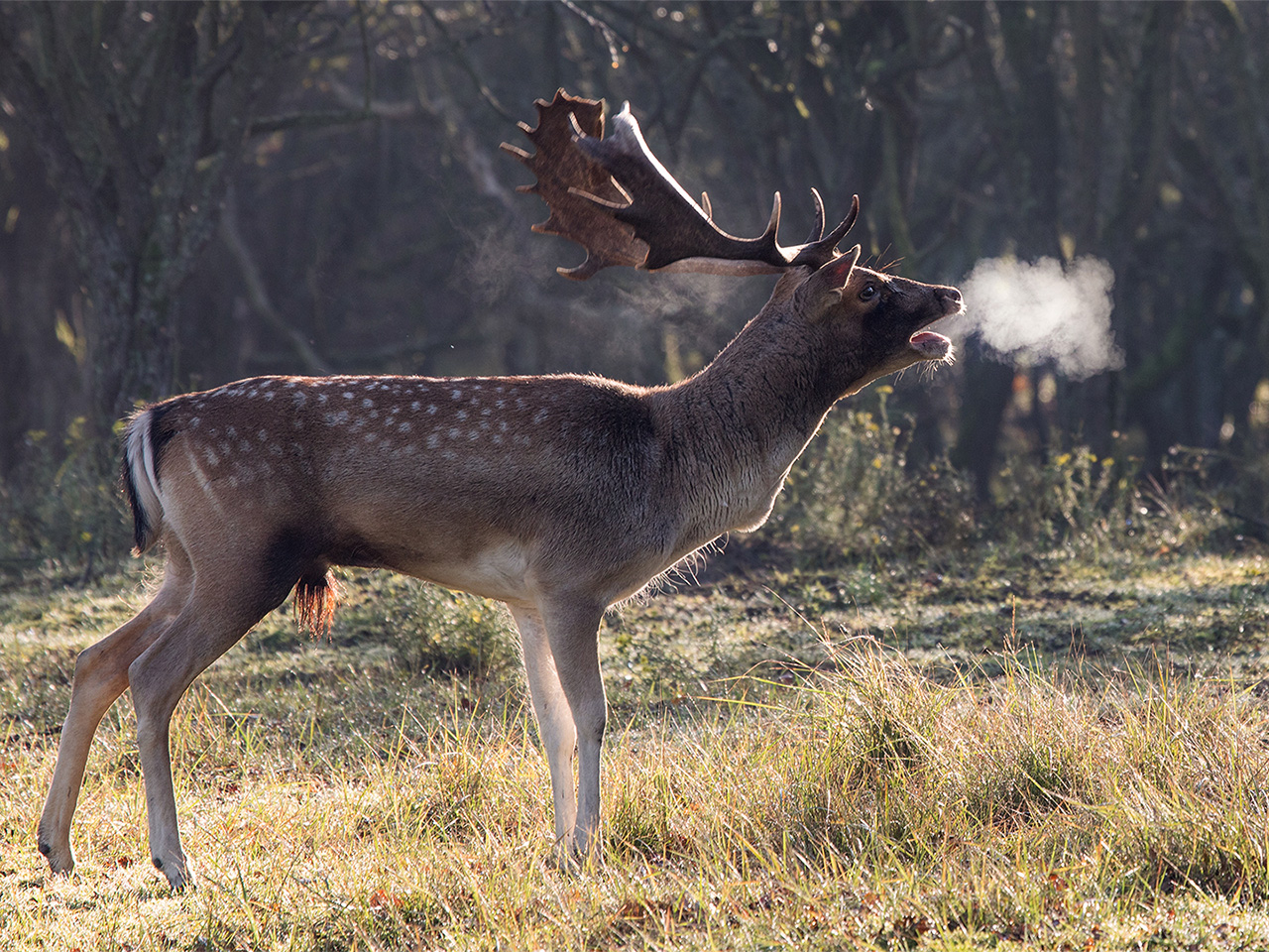 Natuur in Nederland - Vincent Photos