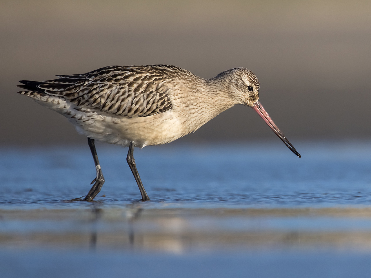 Vogels - Vincent Photos