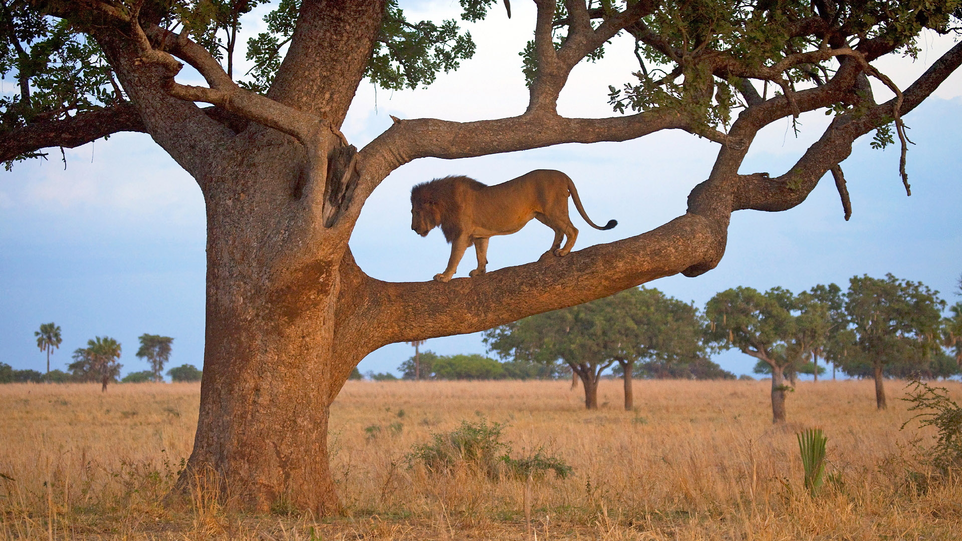 tree climbing lion - afrika