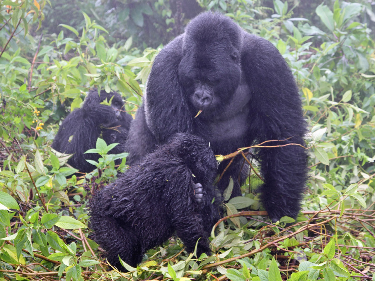 Wildlife in Rwanda - Vincent Fotos