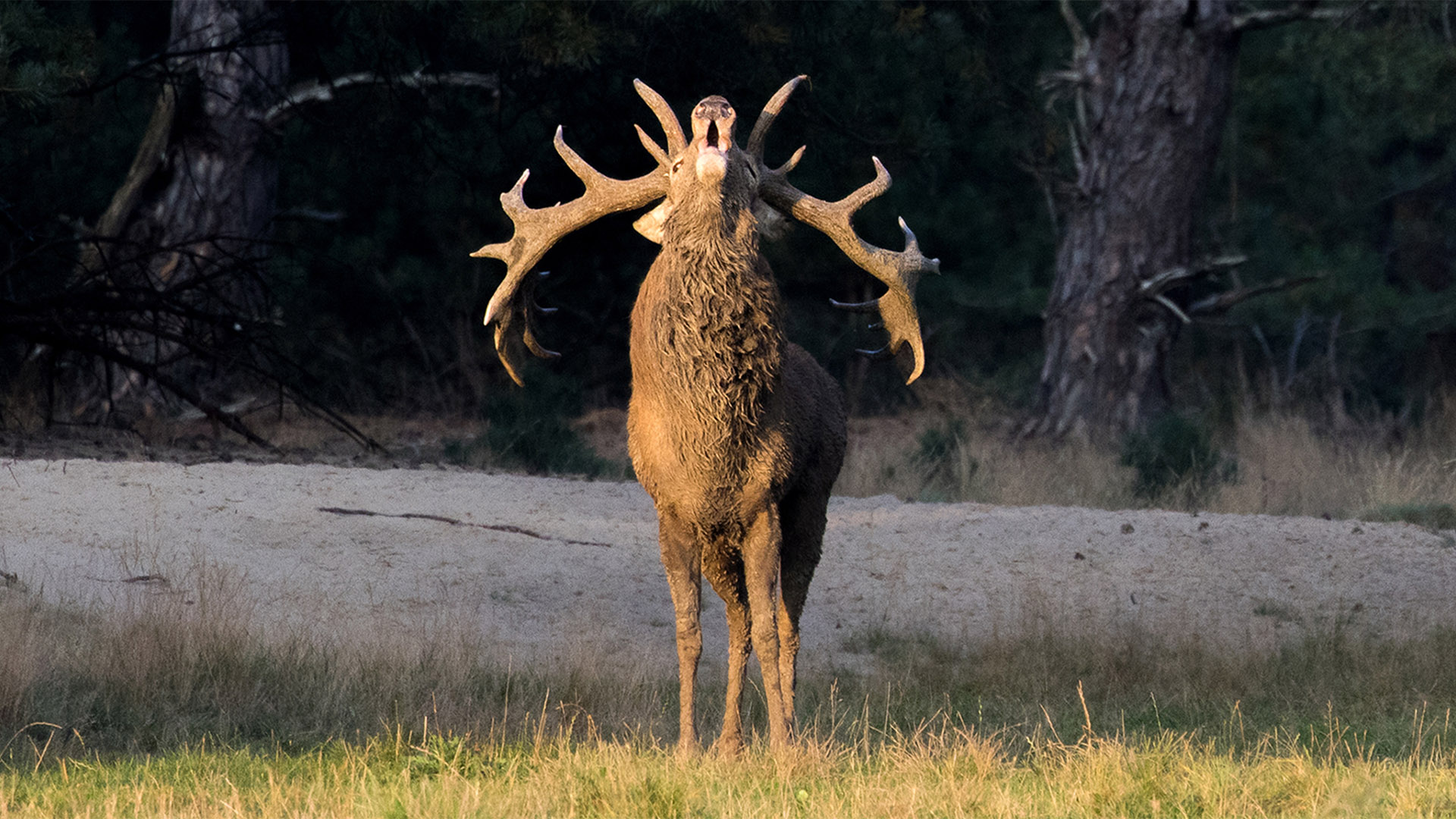 Op zoek naar de Nederlandse Big 5: - vincent fotos