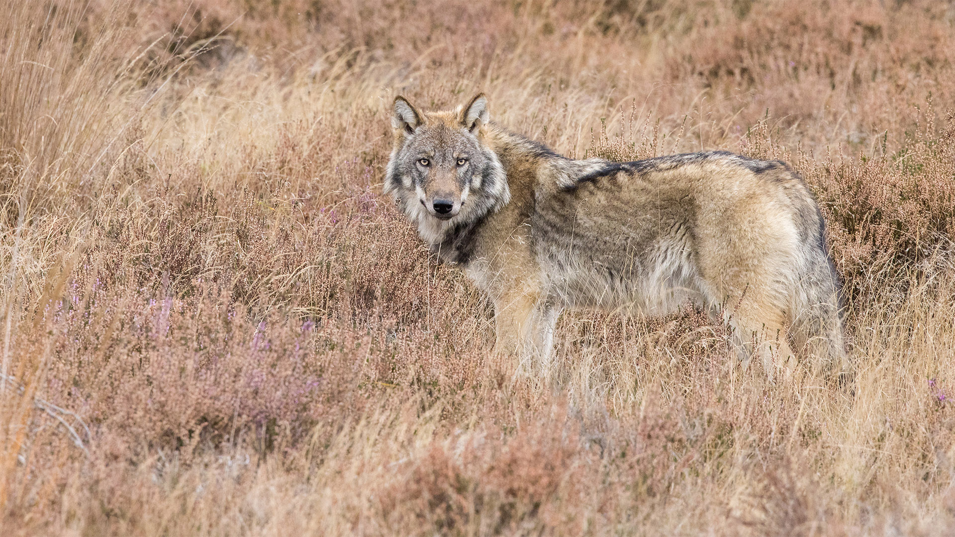 De Veluwe: - vincent fotos