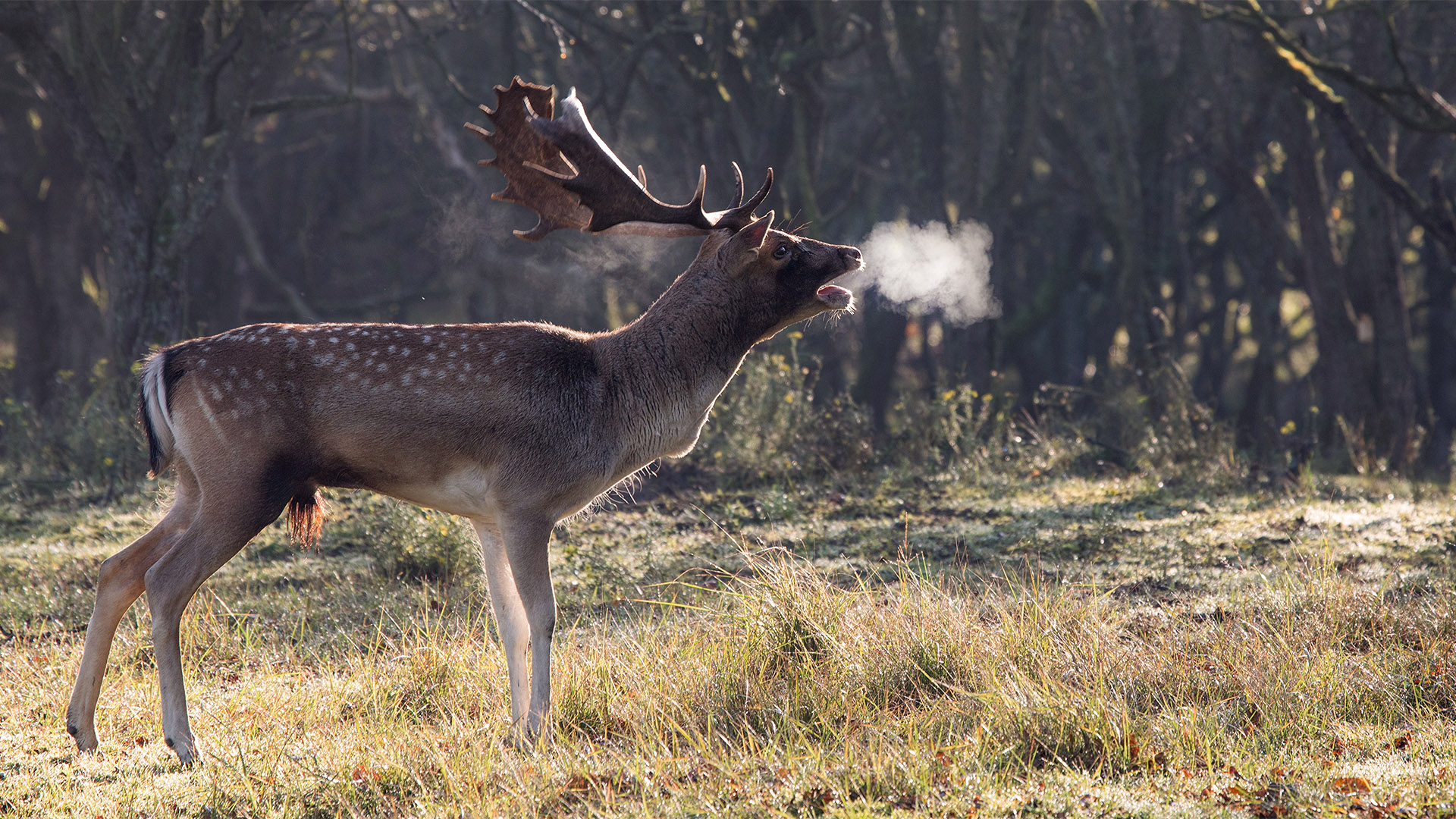 Amsterdamse Waterleiding Duinen: - vincent fotos